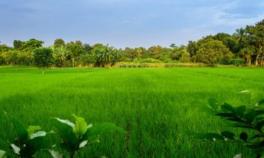 Bir Bengal Köyü kopya alanı ile tipik pastoral manzara