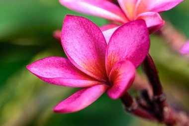 Pembe Frangipani, Plumeria Sp çiçeğinin fotokopi alanı ile yakın plan