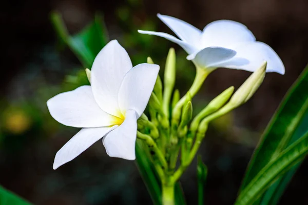 Güzel Beyaz Gelin Buketine Yakın Plumeria Pudica Çiçeği Fotokopi Alanı — Stok fotoğraf