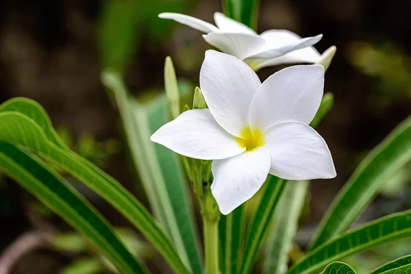 Güzel Beyaz Gelin Buketine Yakın Plumeria Pudica Çiçeği Fotokopi Alanı — Stok fotoğraf