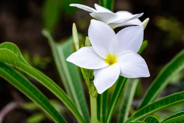 Güzel Beyaz Gelin Buketine Yakın Plumeria Pudica Çiçeği Fotokopi Alanı — Stok fotoğraf