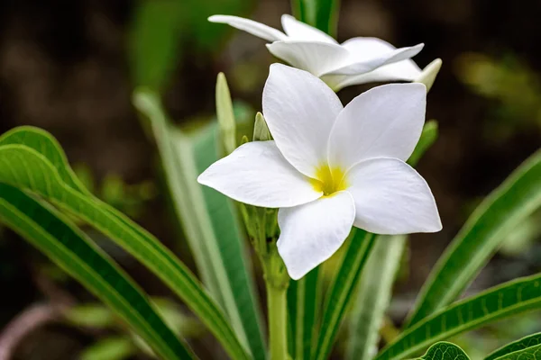 Güzel Beyaz Gelin Buketine Yakın Plumeria Pudica Çiçeği Fotokopi Alanı — Stok fotoğraf