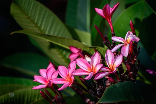 Pembe Frangipani Plumeria Çiçeğinin Fotokopi Alanı Ile Yakın Plan — Stok fotoğraf