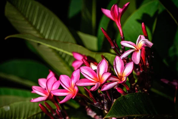 Pembe Frangipani Plumeria Çiçeğinin Fotokopi Alanı Ile Yakın Plan — Stok fotoğraf