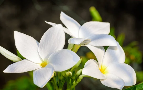 Güzel Beyaz Gelin Buketine Yakın Plumeria Pudica Çiçeği Fotokopi Alanı — Stok fotoğraf