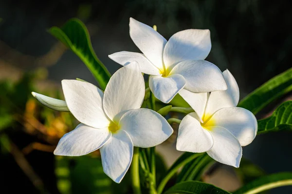 Close Beautiful White Bridal Bouquet Plumeria Pudica Flower Copy Space — Stock Photo, Image