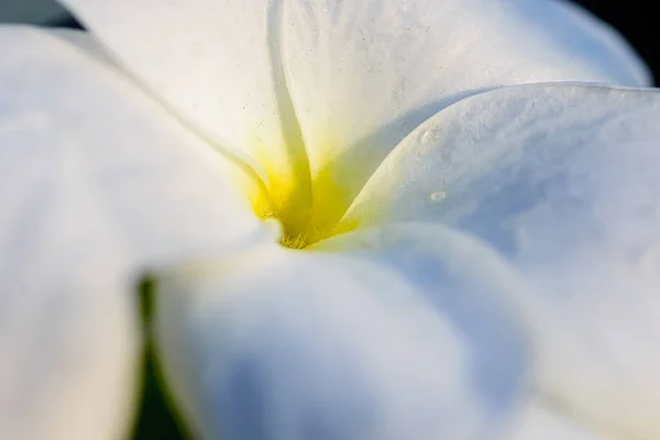 Eaxtreme Detail Krásné Bílé Svatební Kytice Plumeria Pudica Květ Kapkami — Stock fotografie