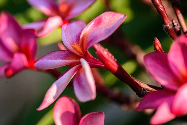 Primo Piano Rosa Frangipani Plumeria Fiore Con Spazio Copia — Foto Stock