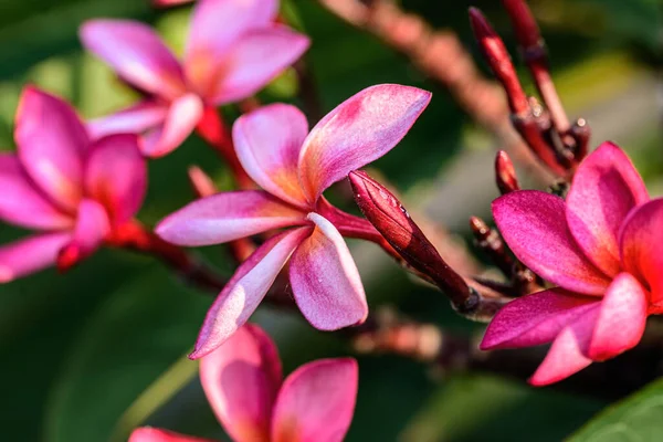 Close Pink Frangipani Plumeria Flower Copy Space — Stock Photo, Image
