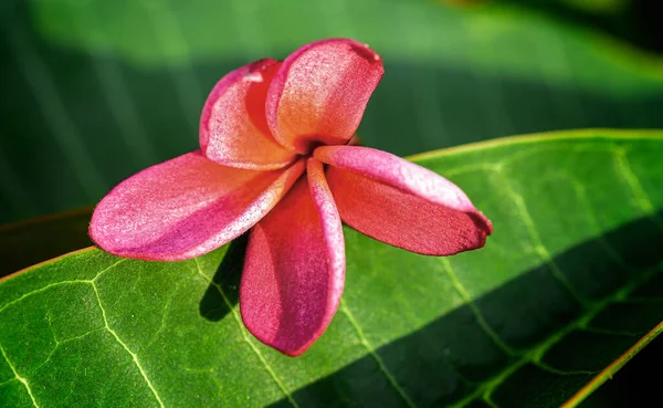 Pembe Frangipani Plumeria Çiçeğinin Fotokopi Alanı Ile Yakın Plan — Stok fotoğraf