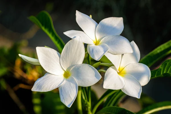 Güzel Beyaz Gelin Buketine Yakın Plumeria Pudica Çiçeği Fotokopi Alanı Stok Fotoğraf