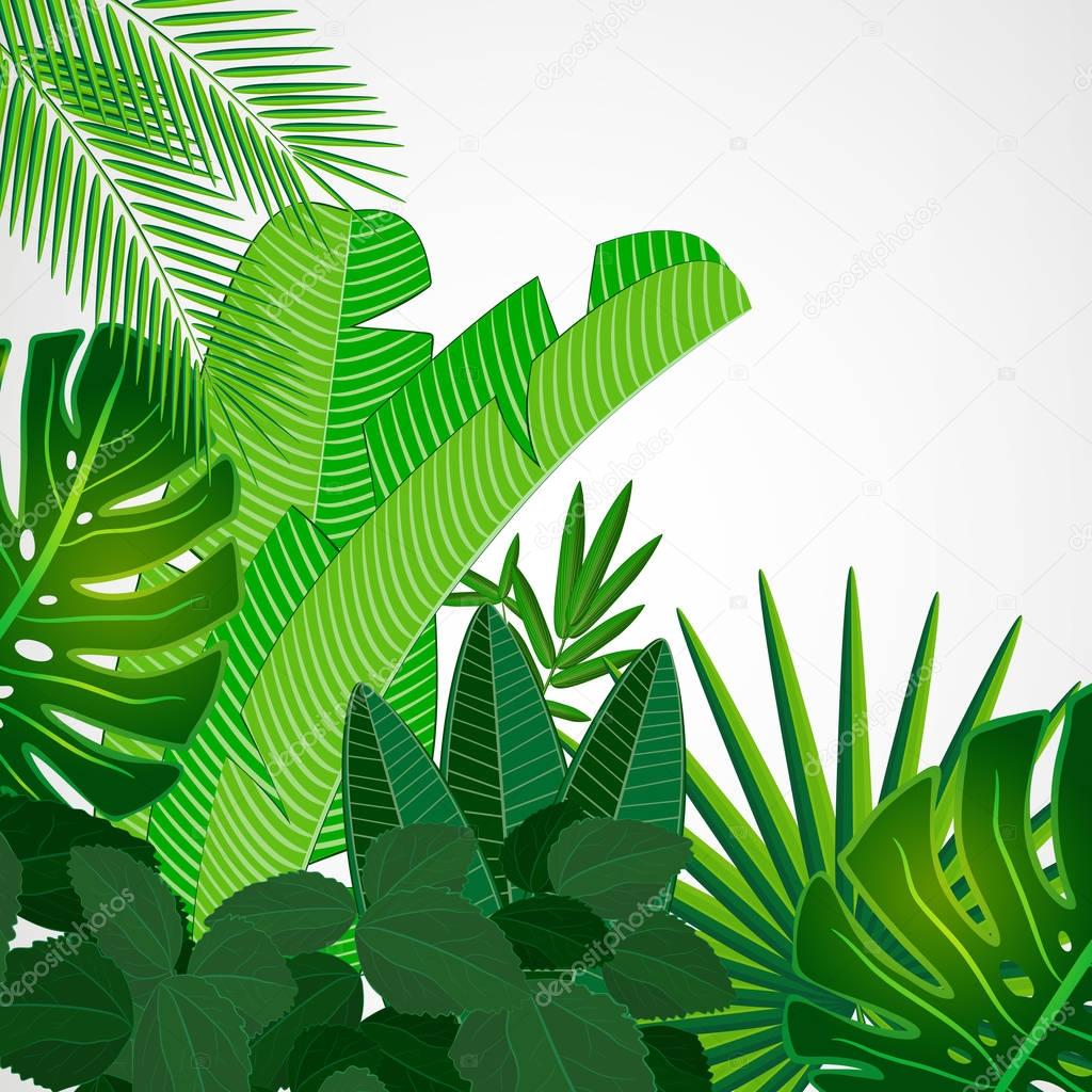Tropical leaves border on isolate background. — Stock Vector