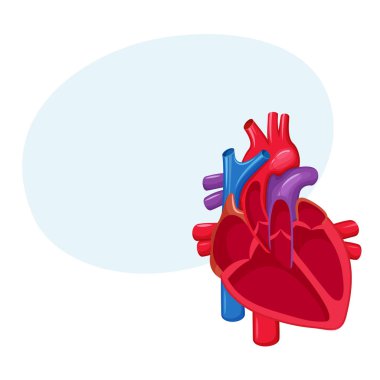 insan kalp anatomisi