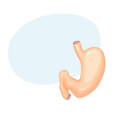 insan mide anatomisi