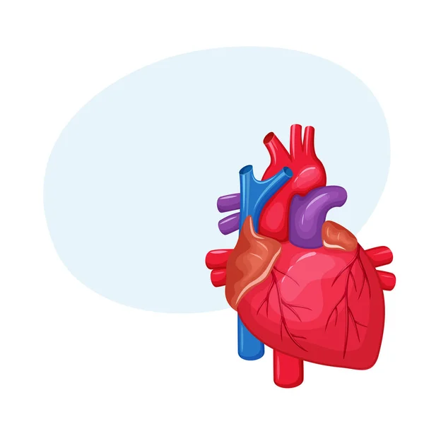 Anatomia ludzkiego serca — Wektor stockowy