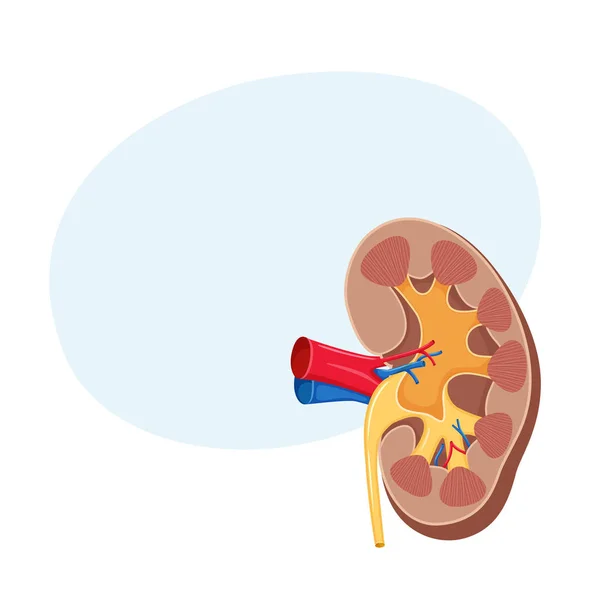 Human kidney anatomy — Stock Vector