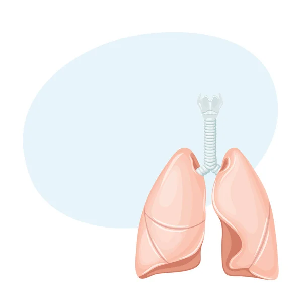 人类肺部解剖 — 图库矢量图片