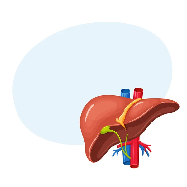 Human liver anatomy — Stock Vector