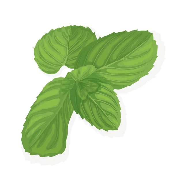 Ilustración de hoja de menta — Vector de stock