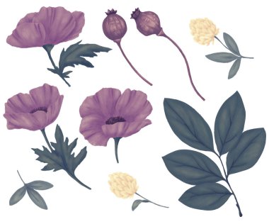 Alan çiçekler, vahşi bitkiler