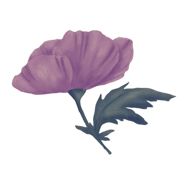 Poppy flower blooming — Stock Vector