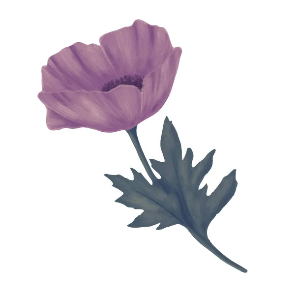 Poppy flower blooming — Stock Vector