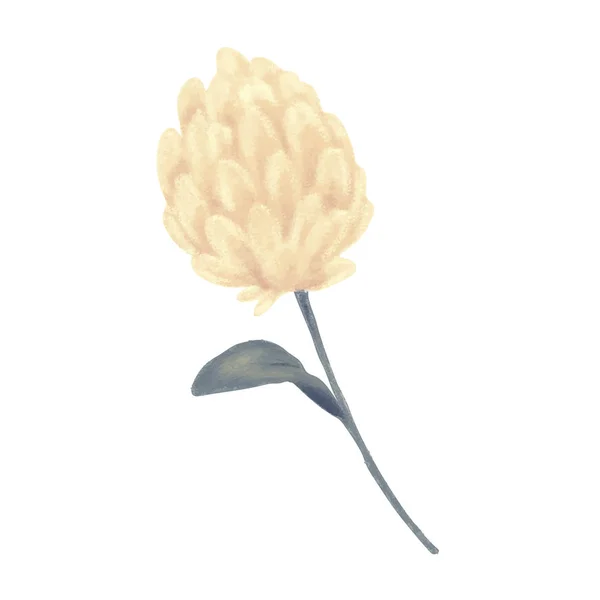 Klaver bloem. Kruid — Stockvector