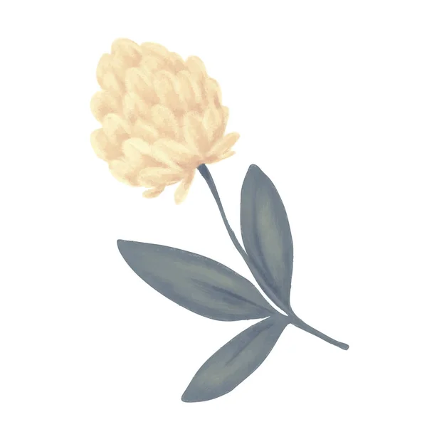 Fleur de trèfle. Herbes — Image vectorielle