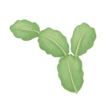 Kaktüs beyaz arkaplanda izole