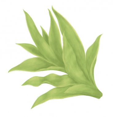 Kaktüs beyaz arkaplanda izole