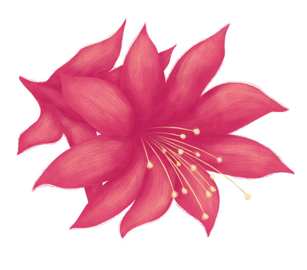 Hand drawn tropical plant