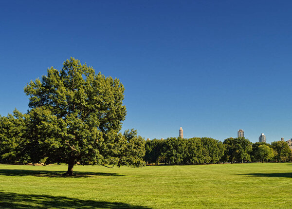 Sheep Meadow in the Central Park, Manhattan, at sunny day.
