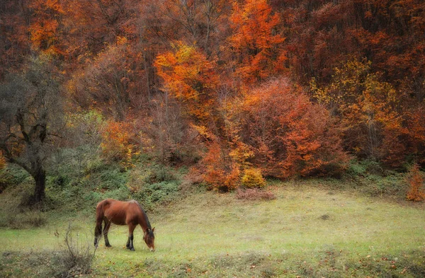 Herbst in den Bergen. Pferd. — Stockfoto