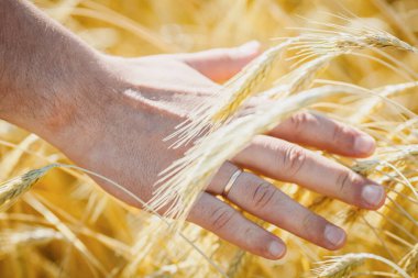 Elinde buğday kulağı var. Hasat konsepti