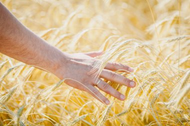 Çiftçinin elinde olgun altın buğday kulakları