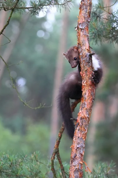 Young Marten beech, lat. Martes foina — Stock Photo, Image