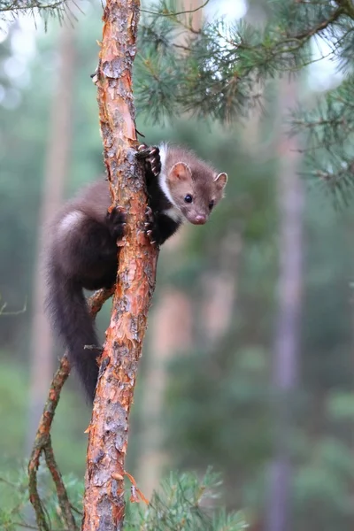 Unga Mårten bokträd, lat. Martes foina — Stockfoto