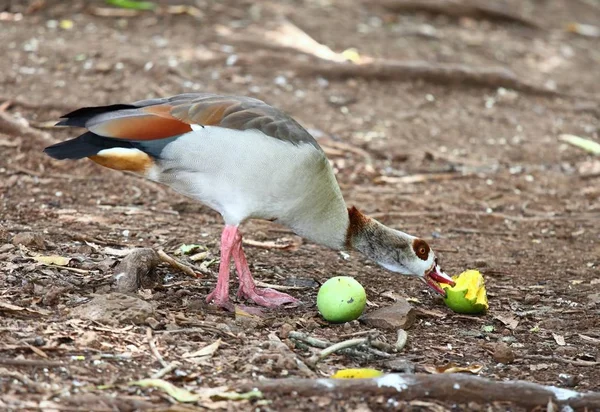 Egyptian goose eating ripe mango — Stock Photo, Image