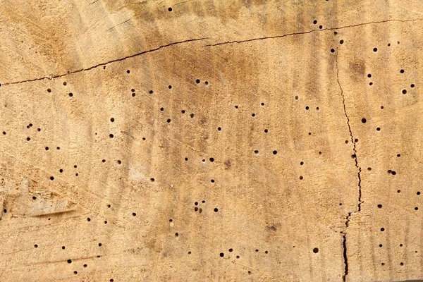 Alter Baumstamm mit Löchern vom Holzwurm geschnitten — Stockfoto