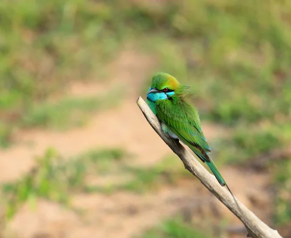 Malé zelené bee-eater, Merops orientalis, Srí Lanka, Asie — Stock fotografie