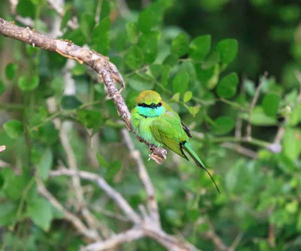 Malé zelené bee-eater, Merops orientalis, Srí Lanka, Asie — Stock fotografie