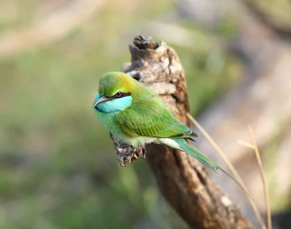 Malé zelené bee-eater, Merops orientalis, Srí Lanka, Asie — Stock fotografie