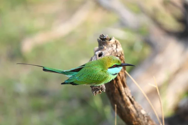 Malé zelené bee-eater, Merops orientalis, Srí Lanka — Stock fotografie