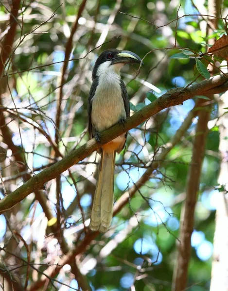 Ceylon-Hornvogel, ocyceros gingalensis — Stockfoto