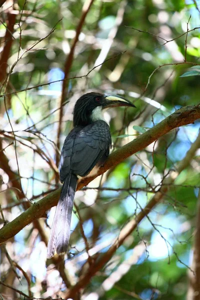 Hornbill Cinza Ceilão, Ocyceros gingalensis — Fotografia de Stock