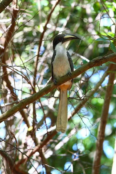 Pic gris de Ceylan, Ocyceros gingalensis, oiseau endémique, Sri Lanka — Photo