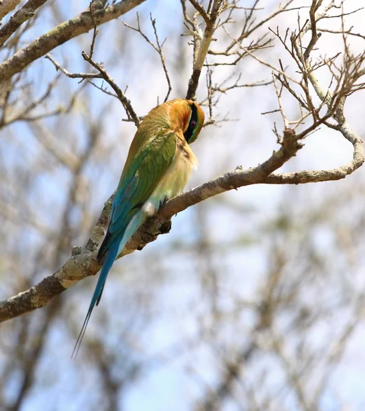 Modrá - kvadrát Bee-eater, Merops philippinus, Srí Lanka — Stock fotografie
