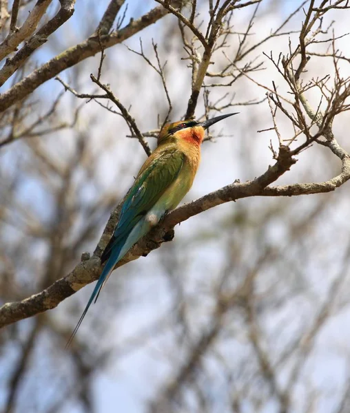 Modrá - kvadrát Bee-eater, Merops philippinus, Srí Lanka — Stock fotografie