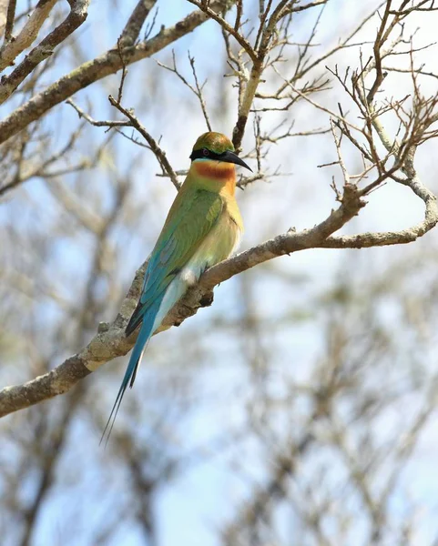 Modrá - kvadrát Bee-eater, Merops philippinus, Srí Lanka — Stock fotografie