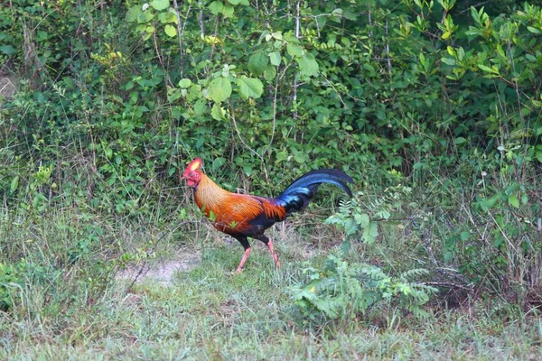 Цейлон Junglefowl, Gallus lafayetii, Шри-Ланка — стоковое фото